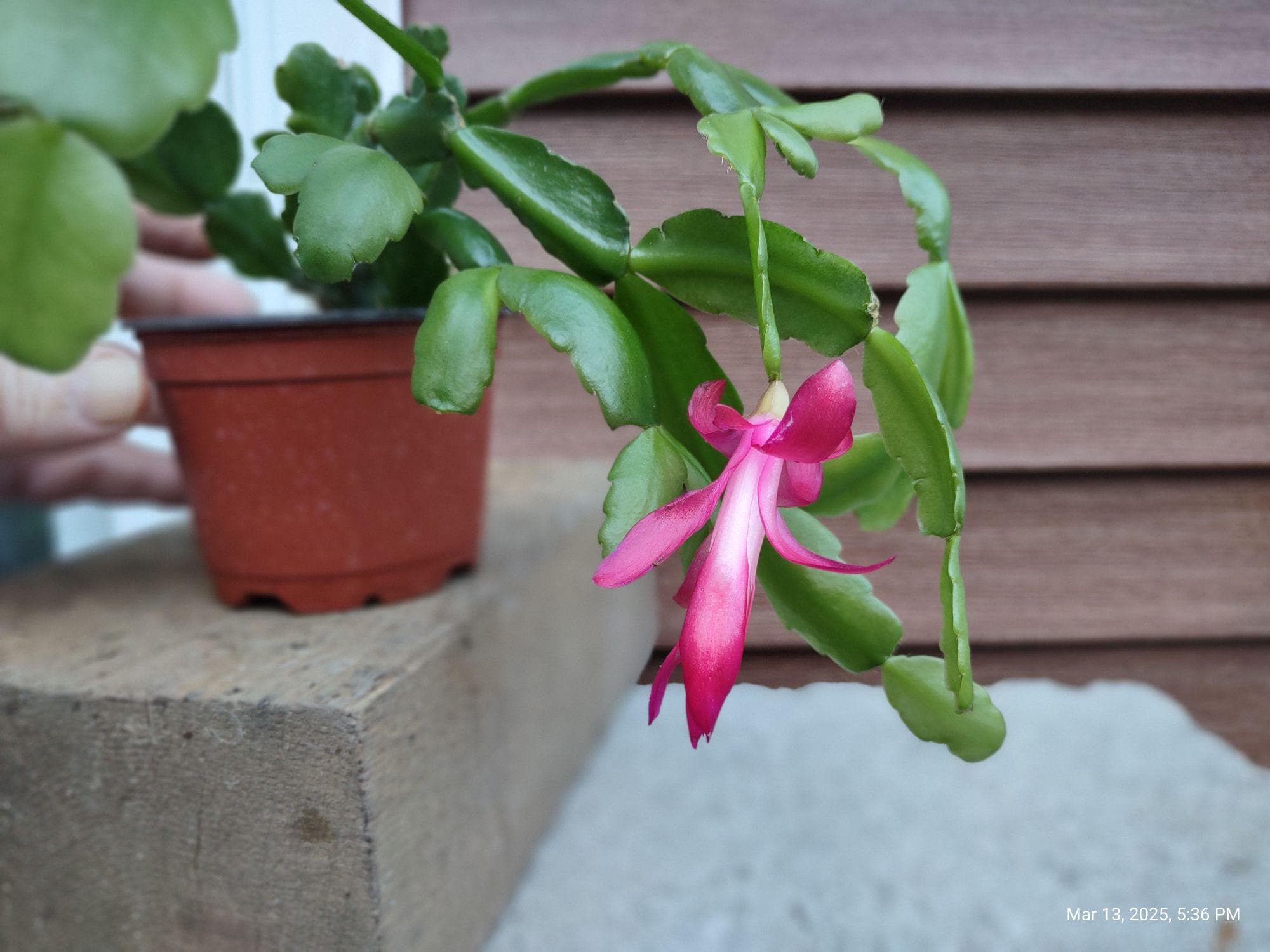 TRUE RED CHRISTMAS Cactus Schlumbergera Buckleyi Type Cactus - Few  Selections of Prepared and Ready to Root Cuttings to Choose From 105-v -  Etsy