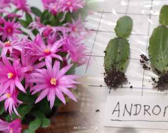 ANDROMEDA ... Easter Cactus ROOTED cuttings ... Schlumbergera  gaertneri 'ANDROMEDA' ... sg-09-3r