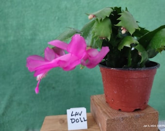 4 - LAVENDER DOLL   ...  Schlumbergera truncata unrooted, freshly cut  and prepared to root cuttings ... st052-4c