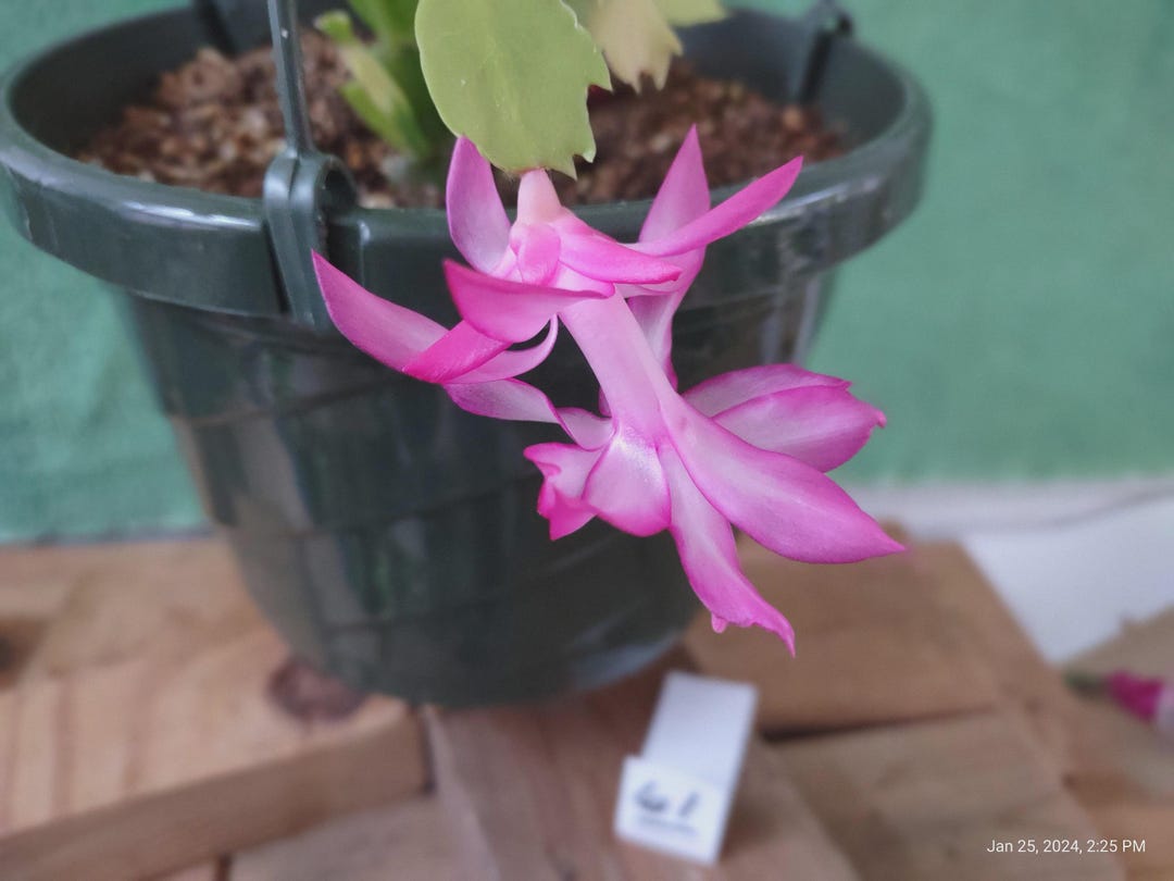 Thanksgiving Cactus ... CRISTEN AUREA VARIEGATA a Schlumbergera Truncata  Fresh Prepared Cuttings for Your Pot ... St061v - Etsy