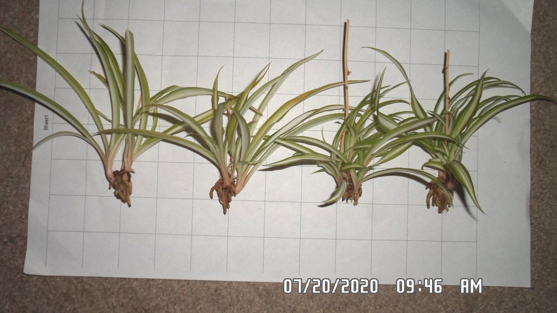 SPIDER PLANT PUPS 4 pups ready to grow woof woof Etsy