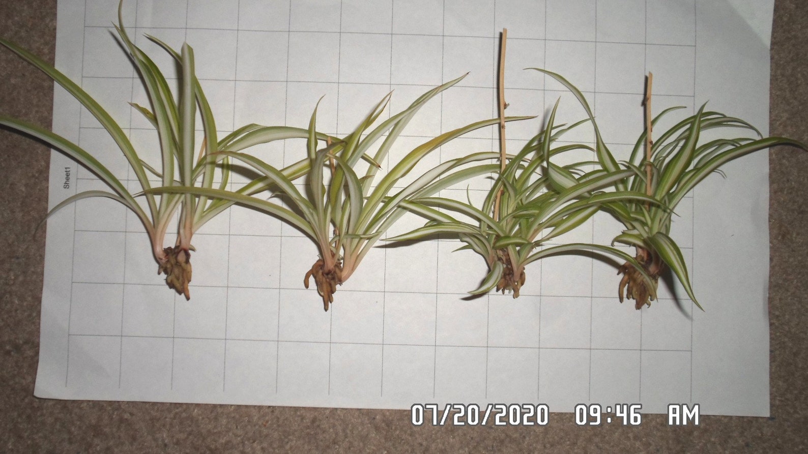 SPIDER PLANT PUPS 4 pups ready to grow woof woof
