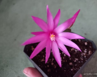 3 - PINK ... Easter or Spring Cactus ( noid) ... Schlumbergera GAERTNERI unrooted, freshly cut  and prepared to root cuttings ... sg04-3c