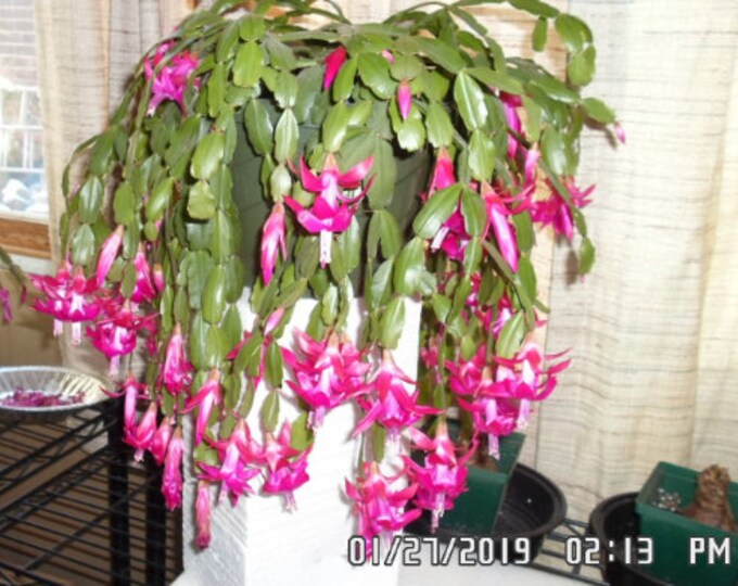 A TRUE Christmas Cactus Mom's Crab Claw Cactus 4 Blush Pink Cuttings to