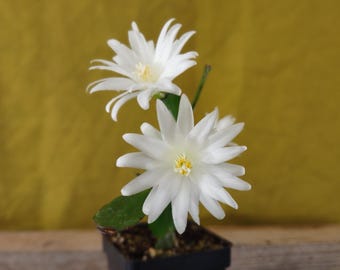 White Easter Cactus Schlumbergera gaertneri ... Cuttings or Starter Plant ...  sg29v