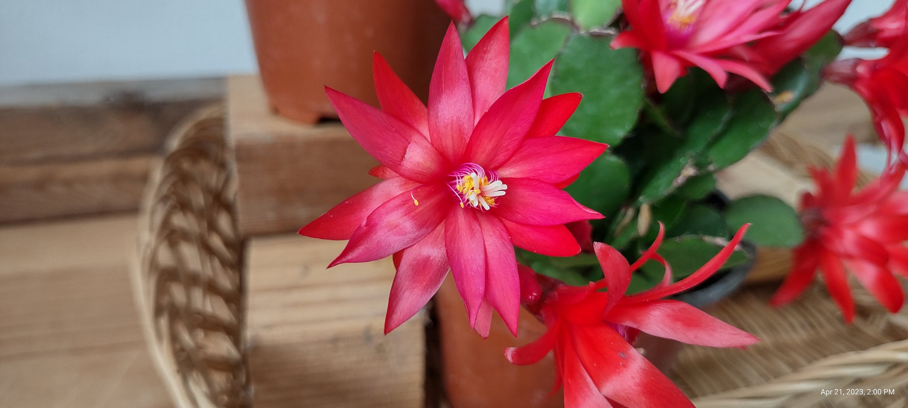 Easter Cactus ... Schlumbergera Gaertneri 'THOR INA' Easter Cactus ...  Sg-23p - Etsy