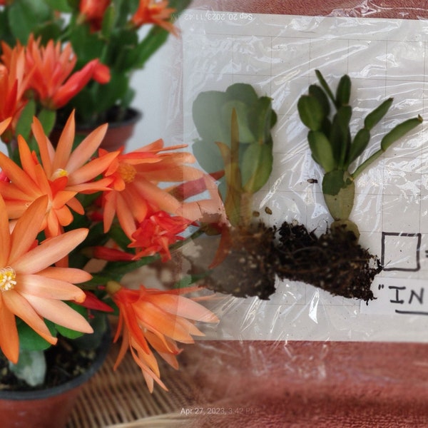 INDUS ... Easter Cactus Plant of blooming age ... Schlumbergera  gaertneri 'INDUS' ... sg13p