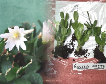 Easter WHITE Cactus ... a Schlumbergera gaertneri  noid 'Rachel'  ...  a fine starter plant for your pot ... sg30p