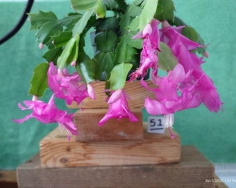 4 - THOR PANDORA   ...  Schlumbergera truncata unrooted, freshly cut  and prepared to root cuttings ... st051-4c