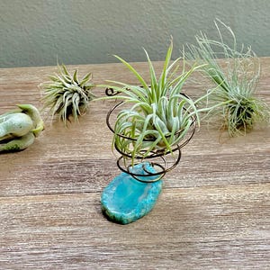 May include: A teal agate air plant holder with a copper wire cage, holding a green air plant. Several other air plants are arranged on a wooden surface. The air plants have green and silver-green leaves.