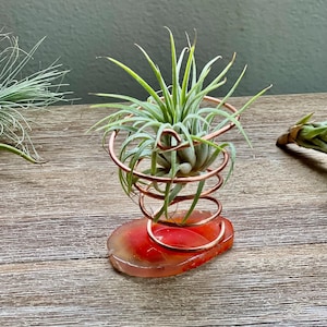 May include: A small air plant in a copper wire holder, resting on a red and orange stone base. The copper wire is coiled around the plant, creating a decorative spiral. The plant has green leaves.