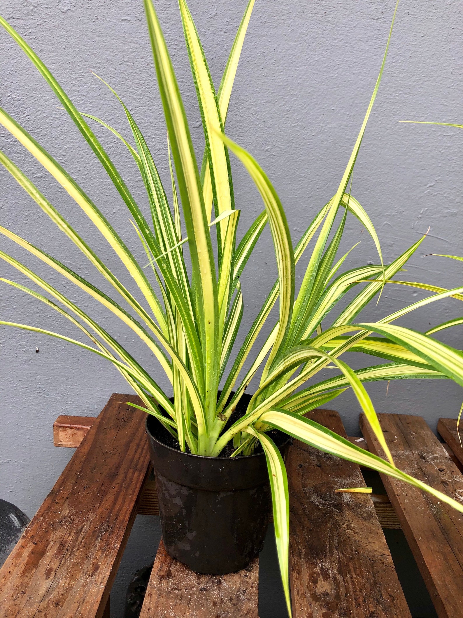 Dwarf Pandanus Plant Variegated Free Shipping Etsy
