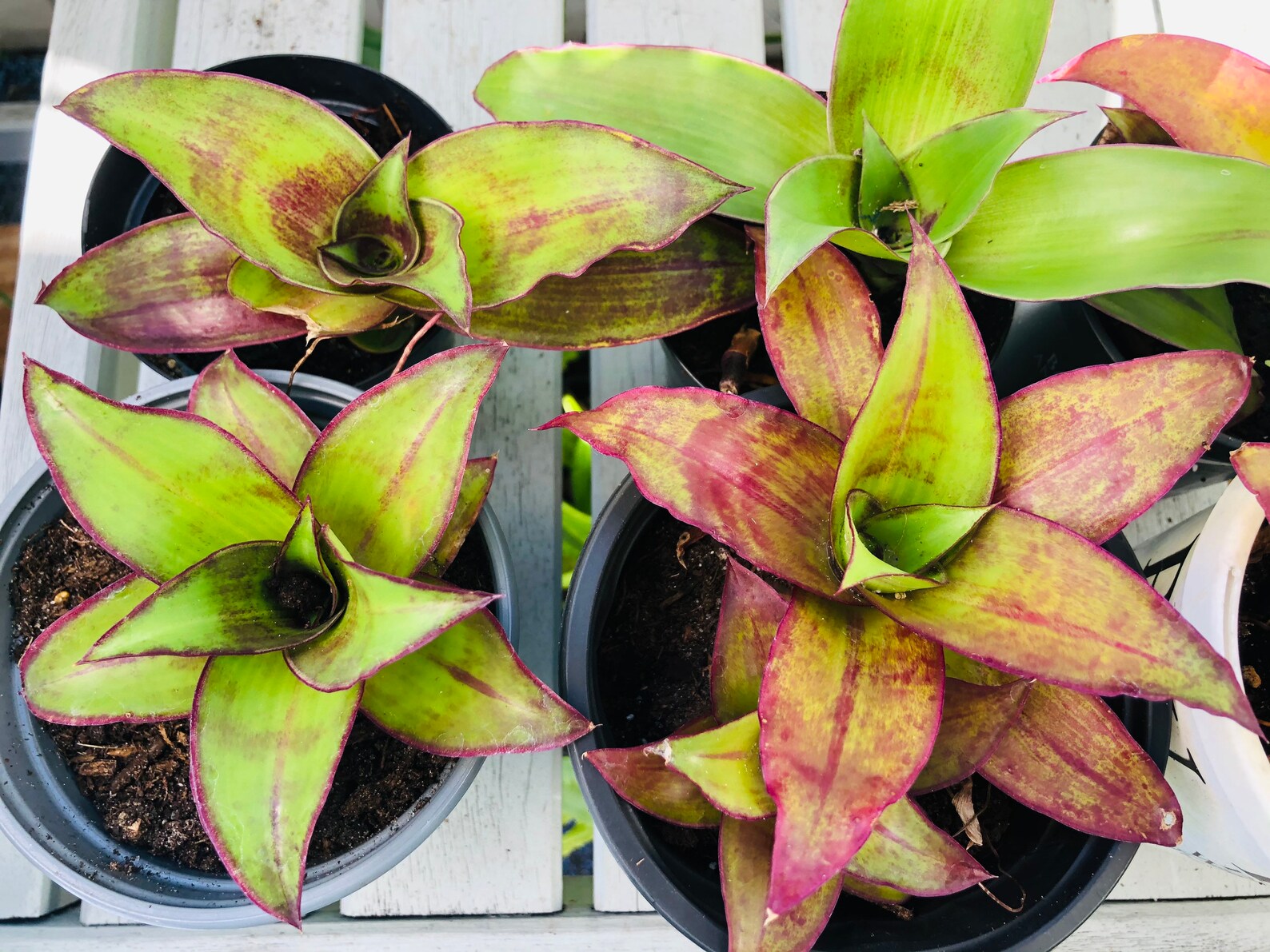 Callisia Species Basket Plant Chain Plant Inch Plant Free