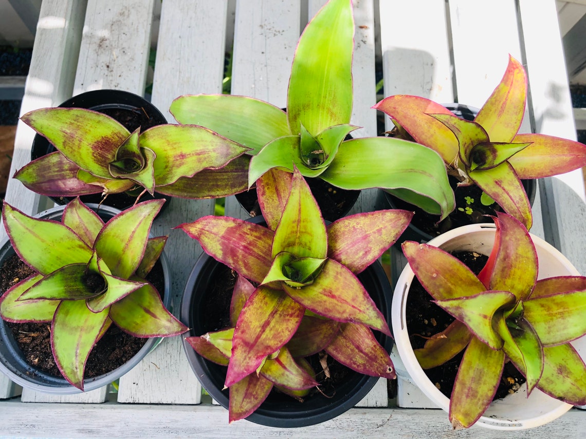 Callisia Species Basket Plant Chain Plant Inch Plant Free
