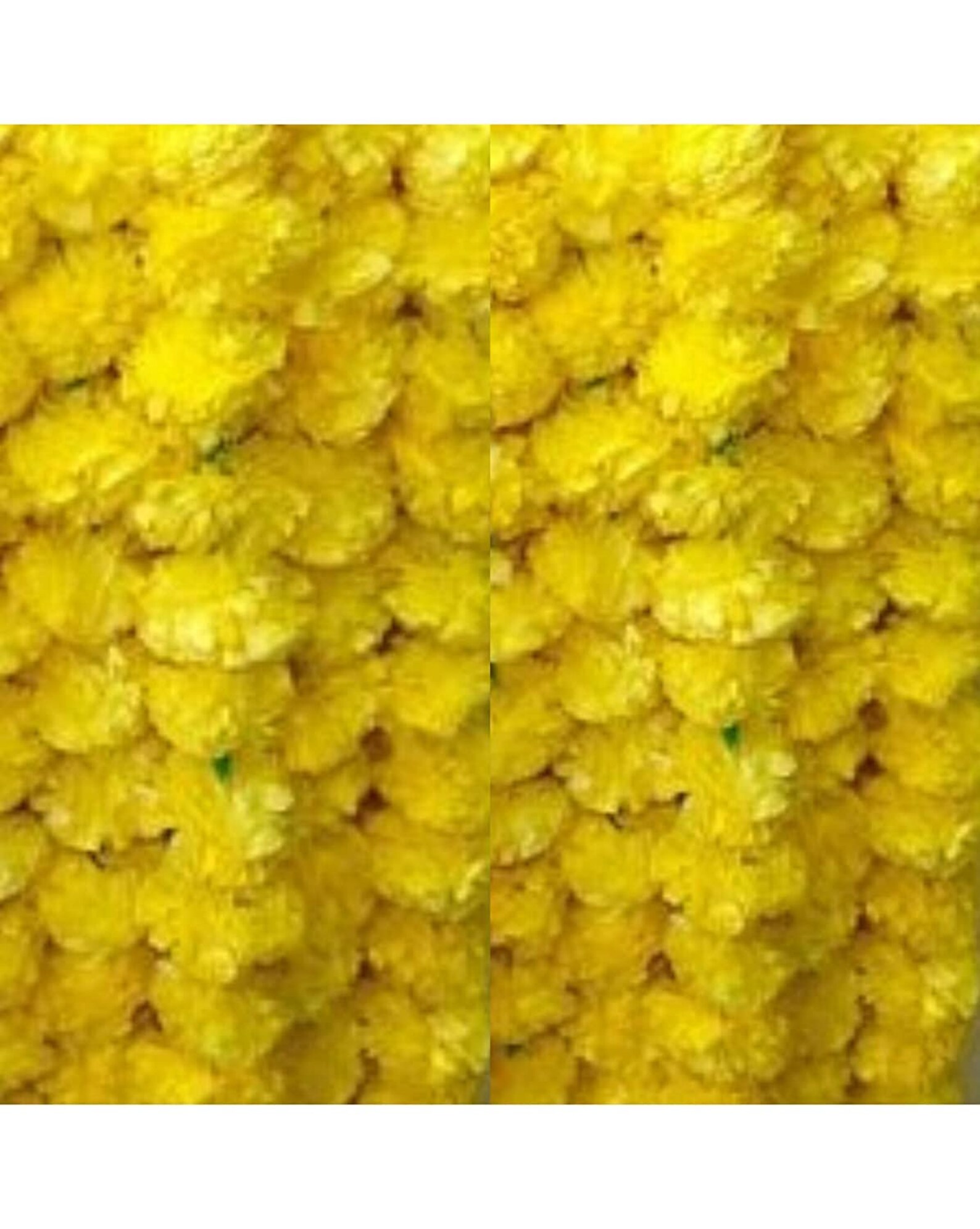 Mango String 100 Pc Marigold Flower Garland Strings for Christmas Indian Mango Color ...
