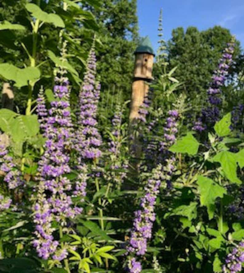 Vitex Chaste Tree Berries Dried Seeds Organic Dried Herb Etsy