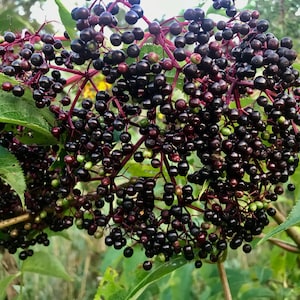 Sabugueiro seco Sambucus Nigra, cultivado organicamente, pequena quantidade, colhido manualmente em 2022