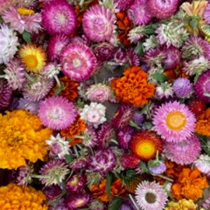 Dried Flower Heads