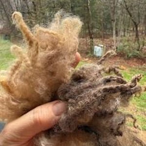 Washed Finn Wool Locks • Natural Black & Brown • Soft, Curly Fiber for Crafts