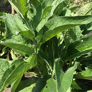True Comfrey crown cuttings. (Symphytum officials) Quality roots. Invasive; Multi-Purpose for healing; Comfrey plant
