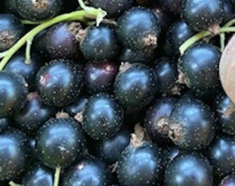 Consort Black Currant Plant: Hardy Berry Shrub