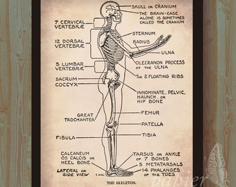 Bone Chart Etsy