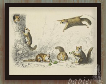 Northern Flying Squirrels Book Plate Print Illustration by Severt Andrewson 9x12 Gallery Wall Art Adorable Squirrels Canadian Wildlife