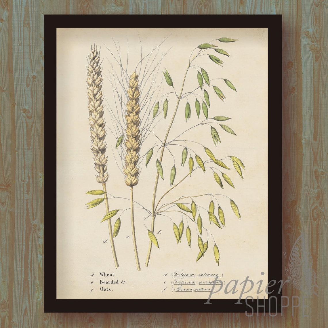 Vintage Wheat Illustration 8x10 Instant Download &amp; Print | Etsy