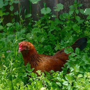 Primo Chicken “Grass” Non GMO