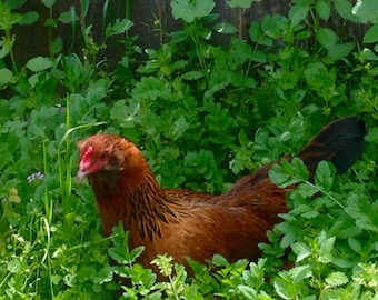 May include: A brown and white chicken with a red comb is hiding in a patch of green leafy plants.