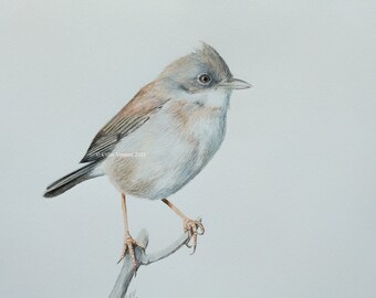 Original Watercolour Painting of a Common White Throat bird, unframed.