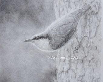 Original Drawing of a Nuthatch, unframed