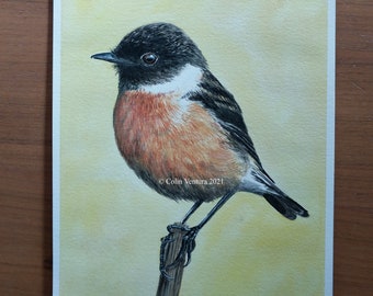 Aquarelle originale d’un Stonechat, non encadrée.