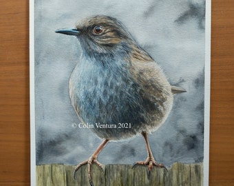 Original Watercolour Painting of a Dunnock, unframed.