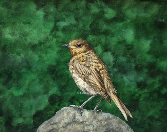 Original Watercolour Painting of a Juvenile Robin, unframed.
