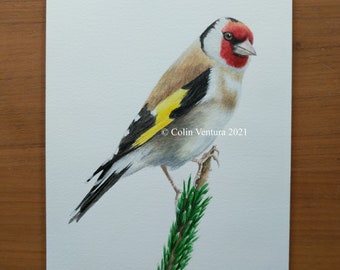 Original Watercolour Painting of a Goldfinch , unframed.