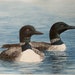 see more listings in the Watercolour paintings section