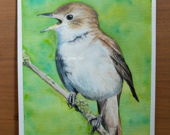 Original Watercolour Painting of a Nightingale, unframed.