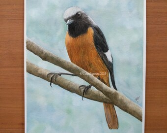 Original Watercolour Painting of a Redstart bird, unframed.