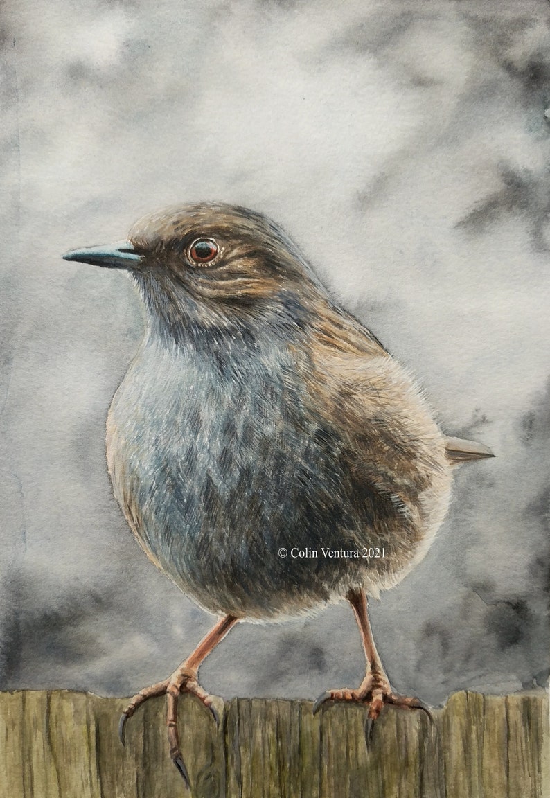 Original Watercolour Painting of a Dunnock, unframed. image 2