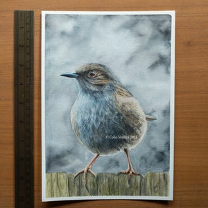 Original Watercolour Painting of a Dunnock, unframed. image 4