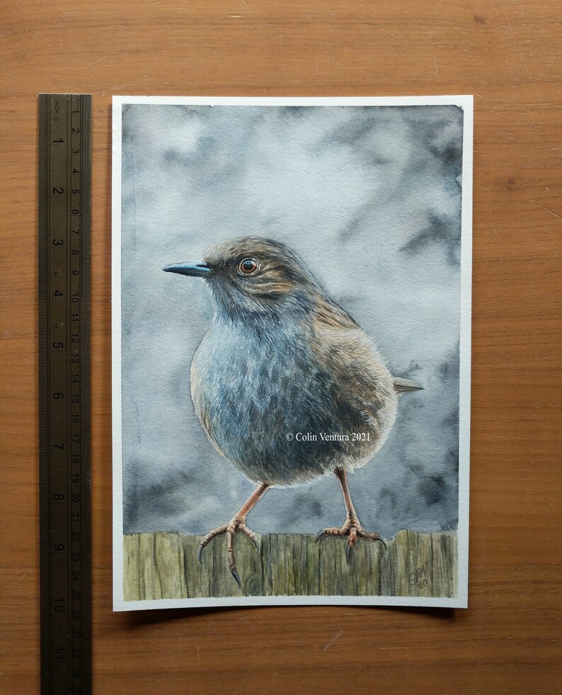 Original Watercolour Painting of a Dunnock, unframed. image 4