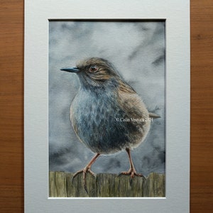 Original Watercolour Painting of a Dunnock, unframed. image 3