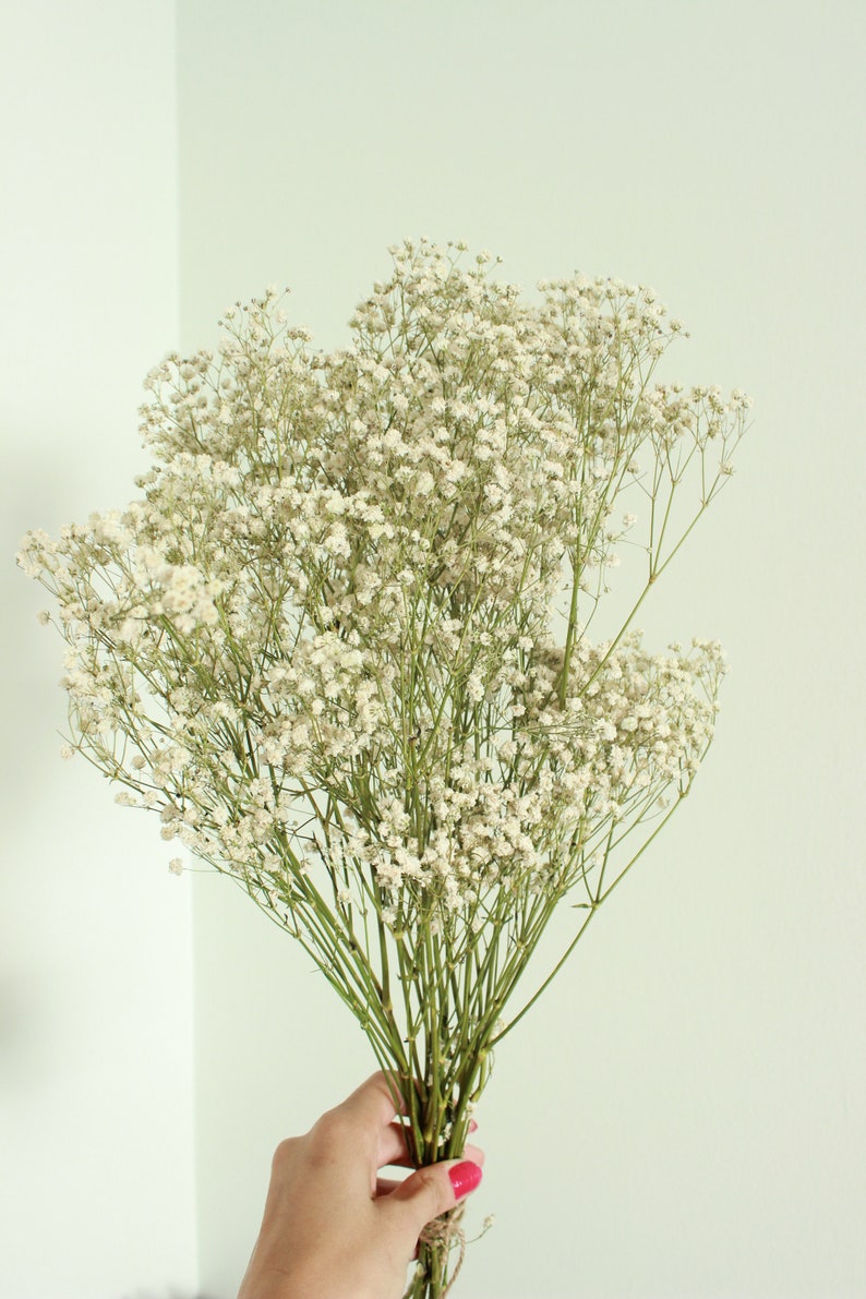 Dry Babies Breath Flowers Dried Flowers For Wedding Etsy