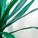 Printable Green Plant Leaves Wall Art Print, Green Leaf Print Art, Wall ...