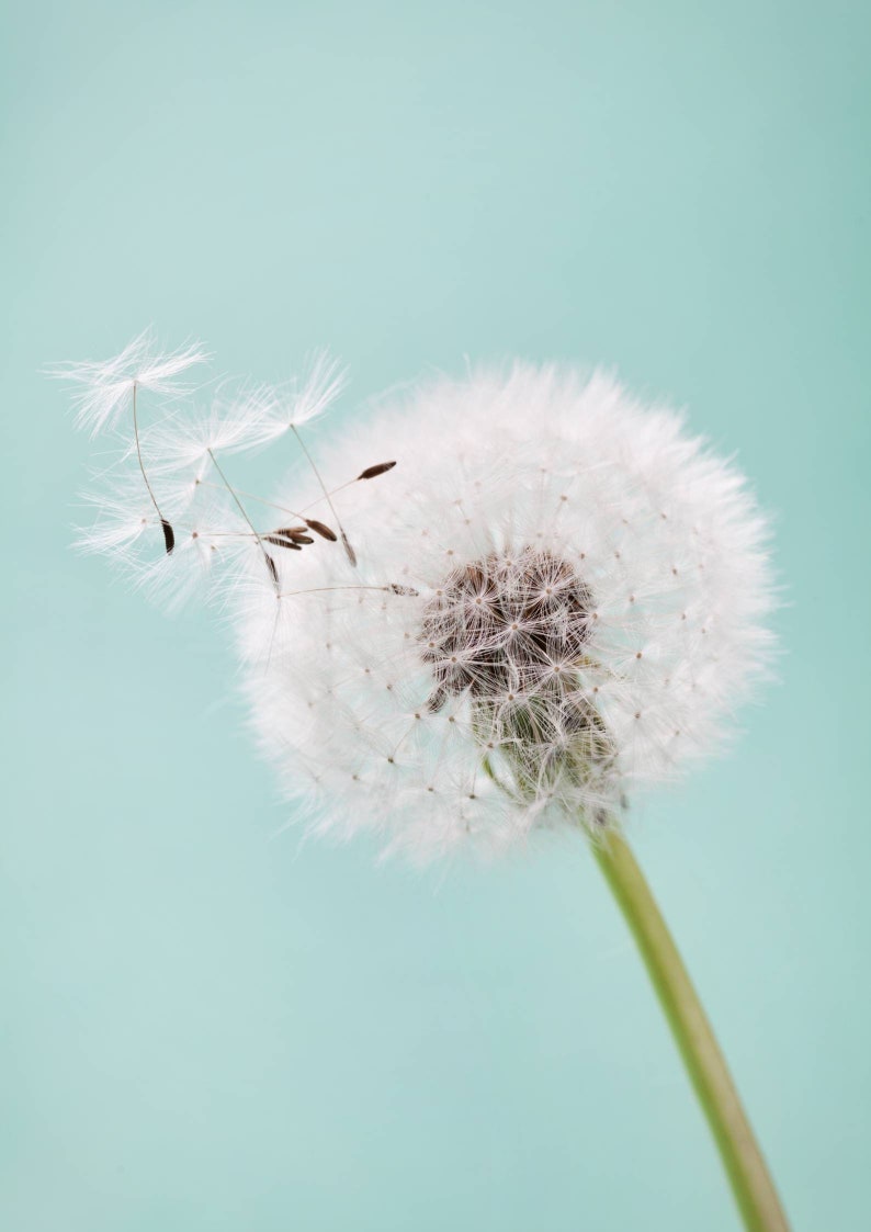 Dandelion Seed Bottle/ Best Wishes Gift/ Wish Bottle/ Make a Wish/ Inspirational Gift/ Dandelion