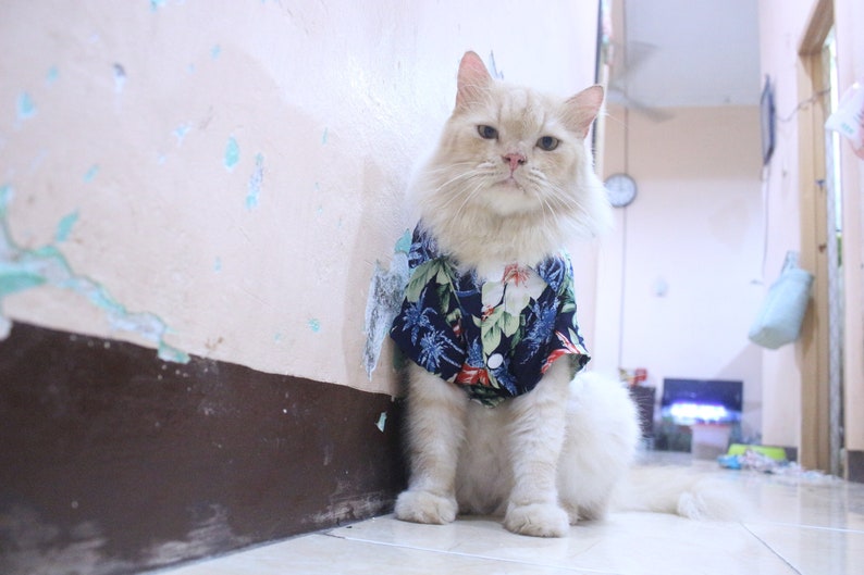 persian cat dress