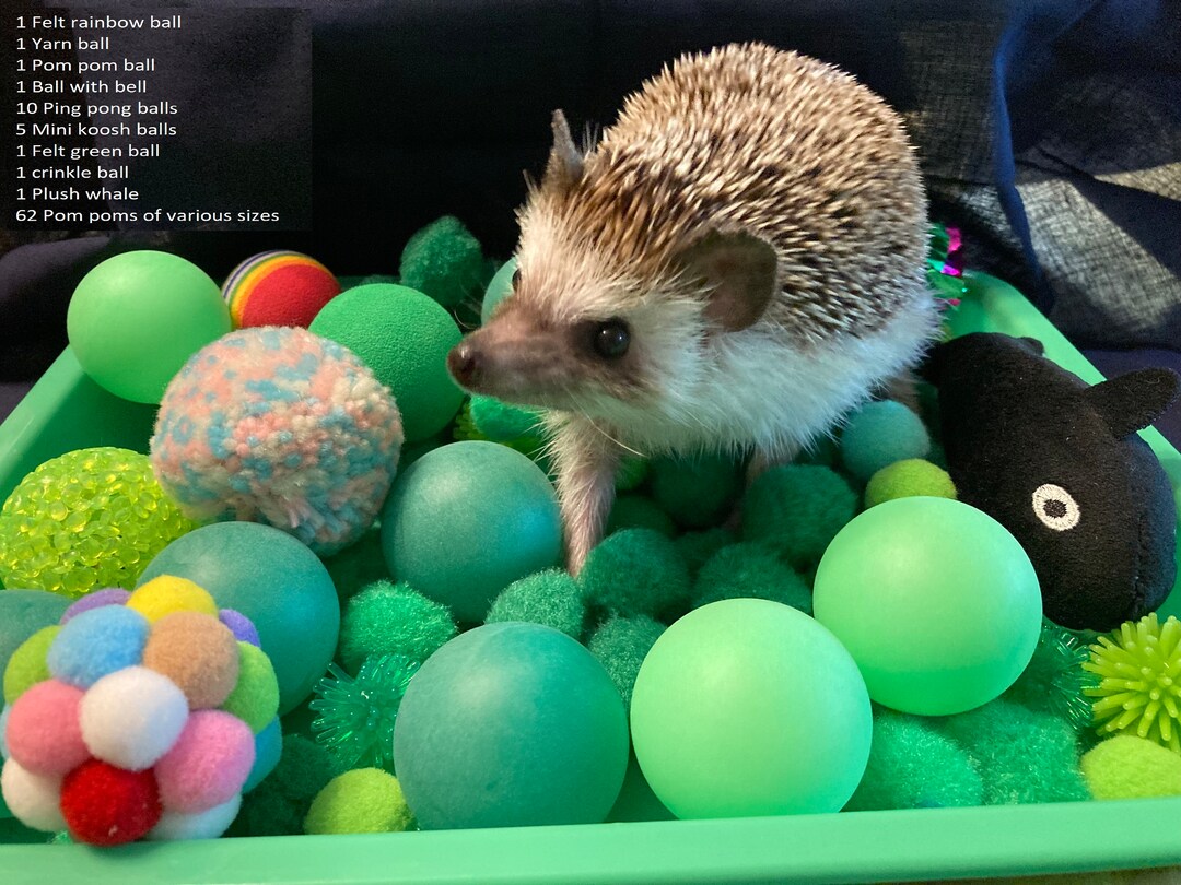 Hedgehog Dig Box and Filler Variety of Colors Forage Box Etsy