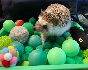 Hedgehog Dig Box and Filler - Variety of Colors - Forage Box, Ping Pong Balls, Pom Poms, Felt Shapes, Jingle Ball, Crinkle Ball