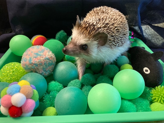 Hedgehog Dig Box and Filler - Variety of Colors - Forage Box, Ping